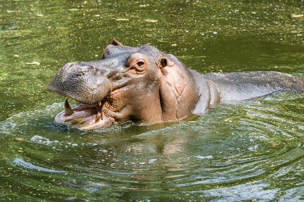 A Hippopotamus