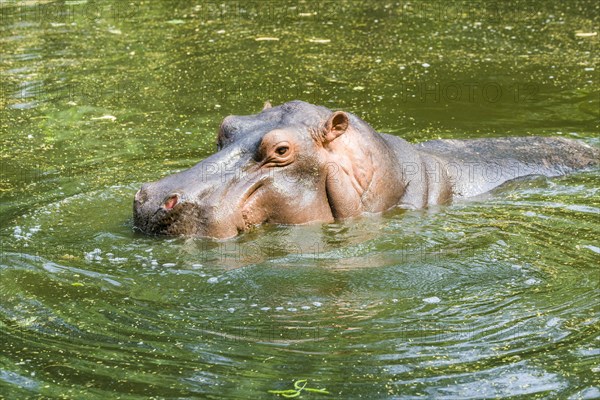 A Hippopotamus