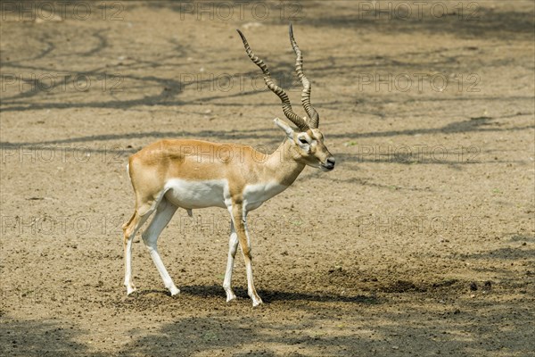 A male Black Buck