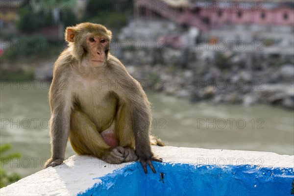 Rhesus monkey