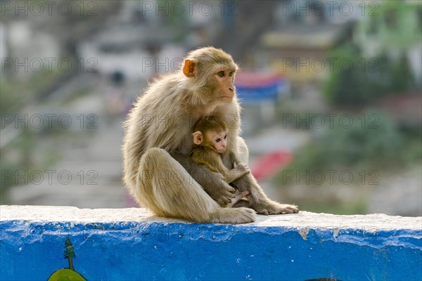 Female rhesus monkey