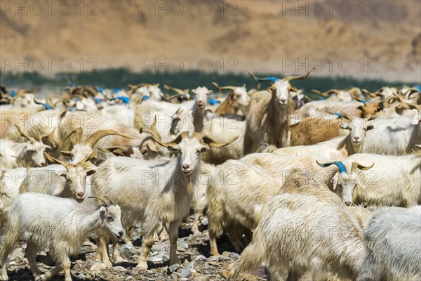 A flock of goat and sheep is grazing on a hill above the Indus Valley