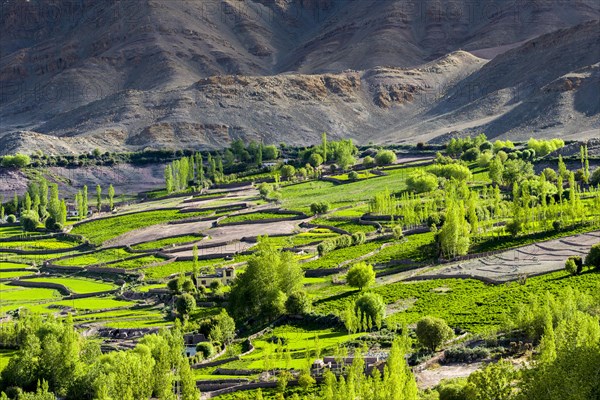 Aerial view of green fields and farm houses in a little valley high above the Indus Valley