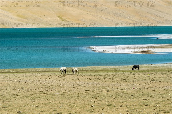 Wild horses are grazing in the barren landscape in front of a blue lake