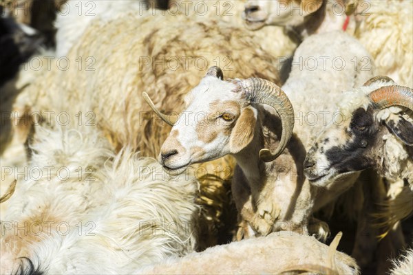 Pashmina Goats