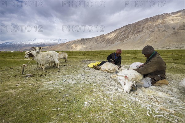 Two nomad shepherds are combing the valuable fine Pashmina wool from Pashmina Goats