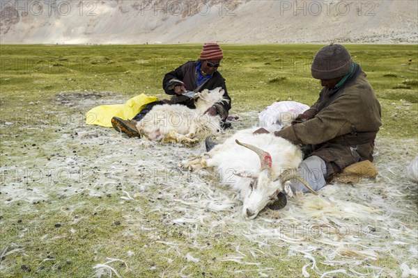 Two nomad shepherds are combing the valuable fine Pashmina wool from Pashmina Goats