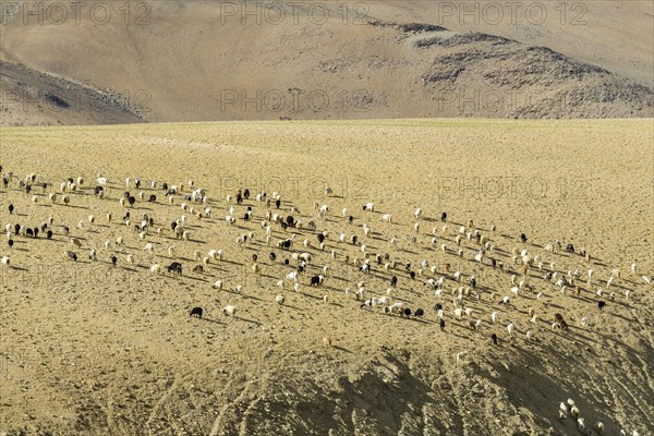Barren landscape with a flock of Pashmina goats