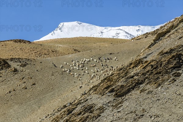 Barren landscape with a flock of Pashmina goats