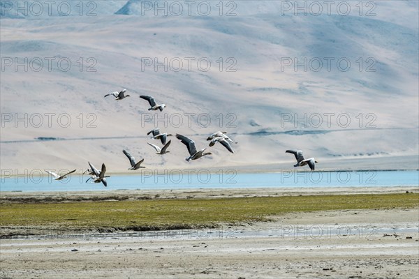 A flock of Bar-headed Geese