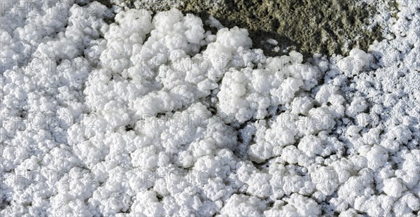 Salt crystals in different shapes are found at Tso Kar