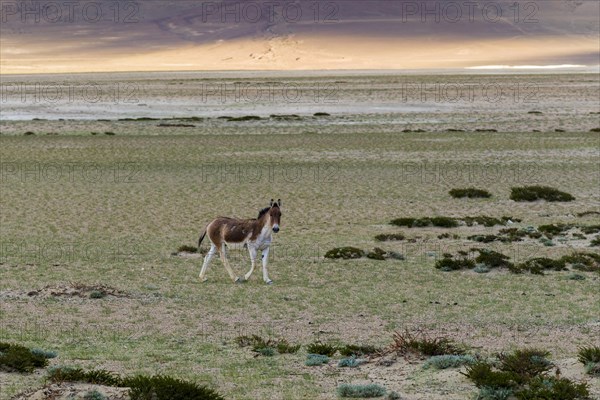 A Kiang or Tibetan Wild Ass