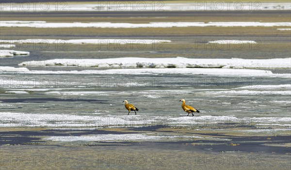 Two Brahmin Ducks