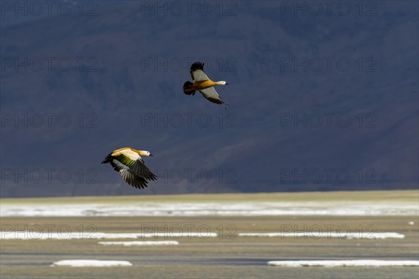 Two Brahmin Ducks