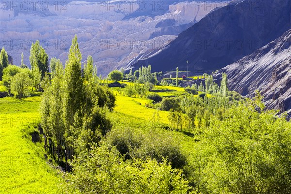 Barren landscape and green fields at the village Lamayuru