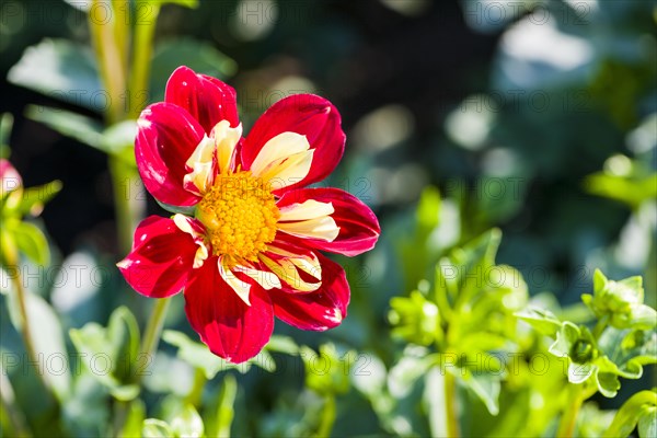 Dahlia