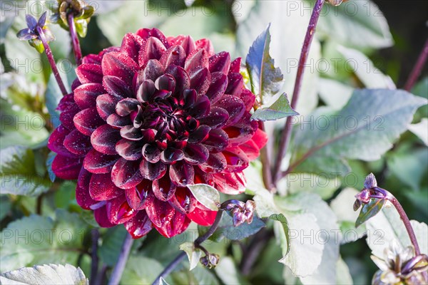 Dahlia