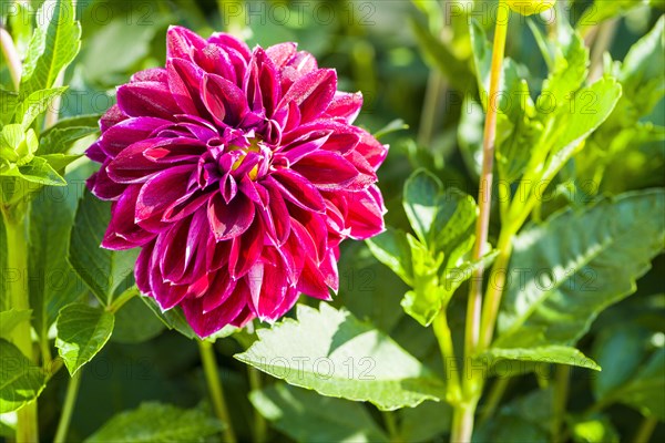 Dahlia