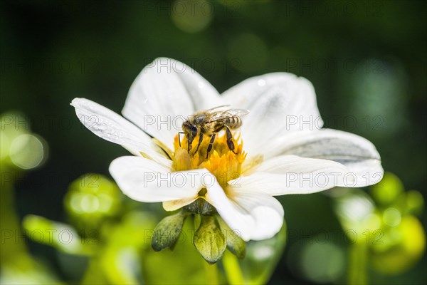 Carniolan honey bee