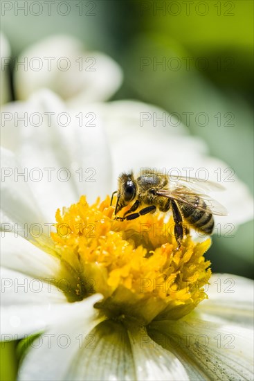 Carniolan honey bee