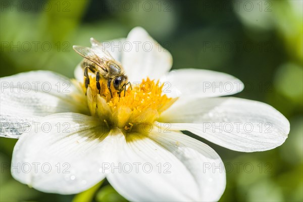 Carniolan honey bee