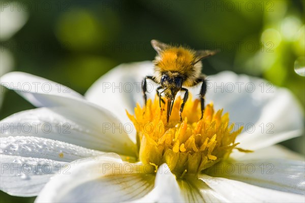 A Common carder bee