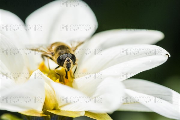 A male Hoverfly