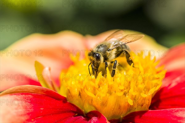 Carniolan honey bee