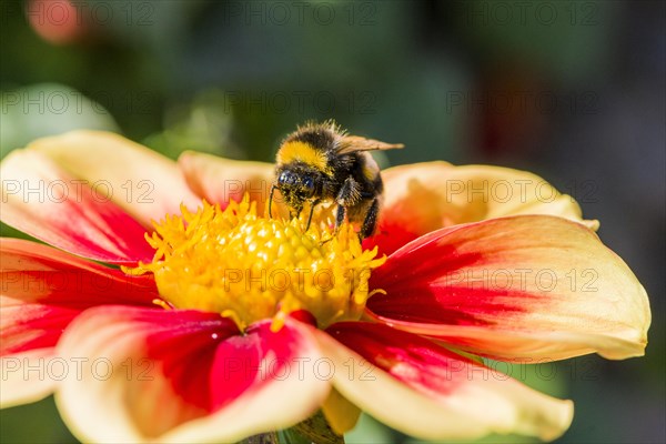 A Buff-tailed Bumblebee