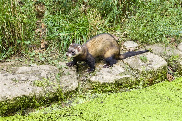 Ferret