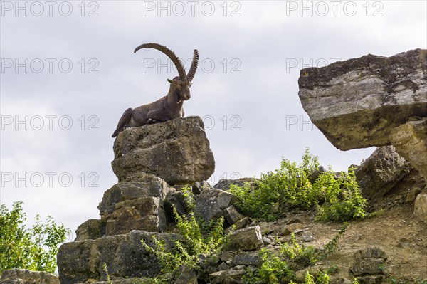 Alpine ibex