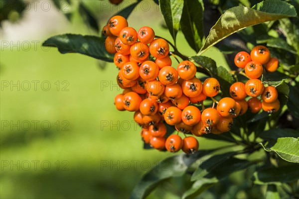 A bunch of yellow sea buckthorn