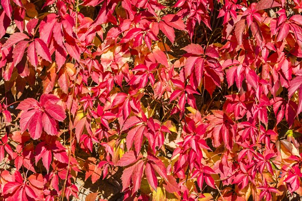 Red leaves of Virginia creeper