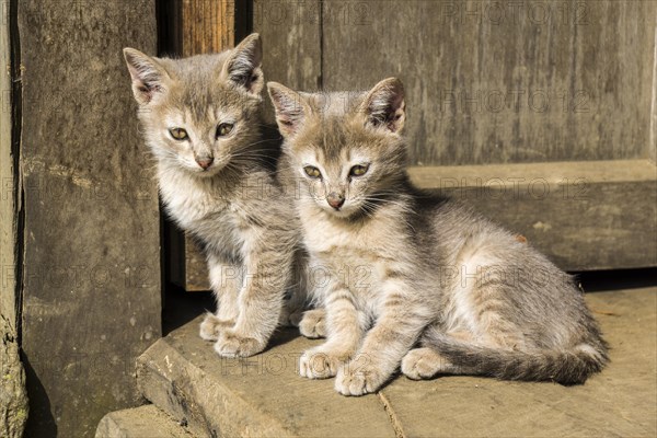 Young cats sitting on the floor