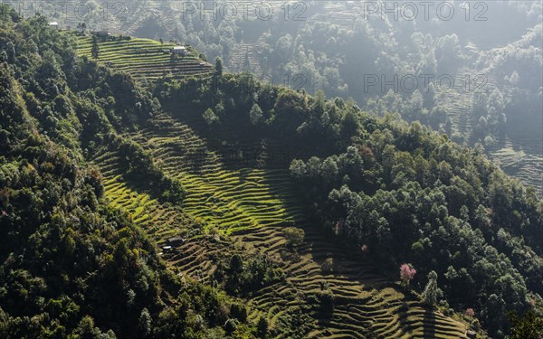 Terraced landscape with green fields and trees