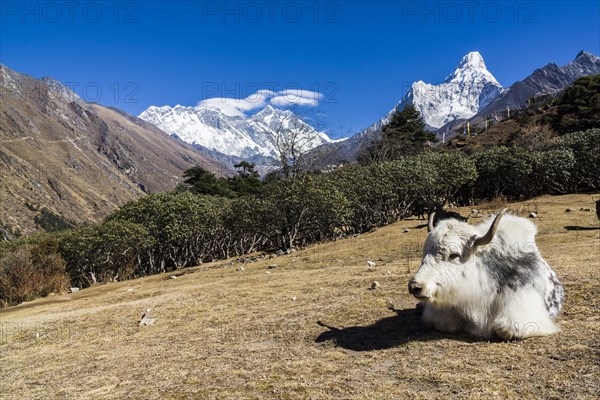 White yak