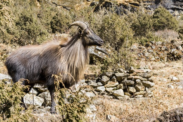 Himalayan tahr