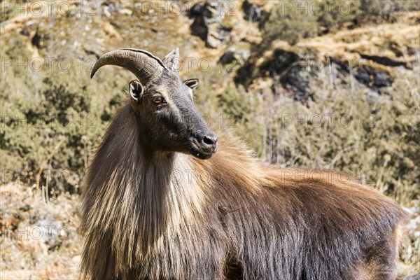 Himalayan tahr