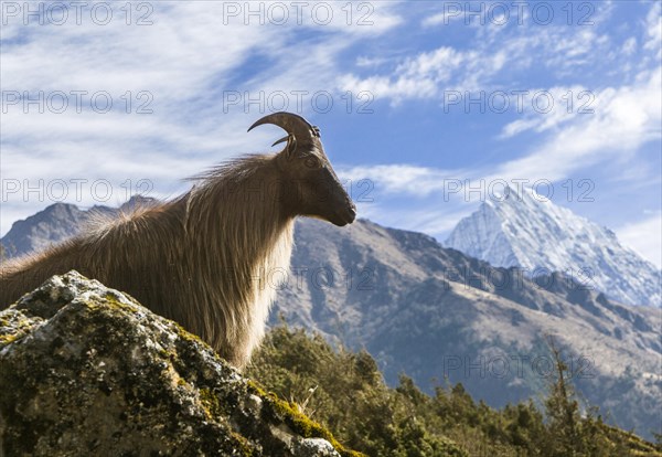 Himalayan tahr