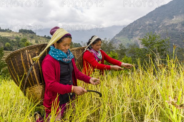 Women with baskets on their back are harvesting millet by hand
