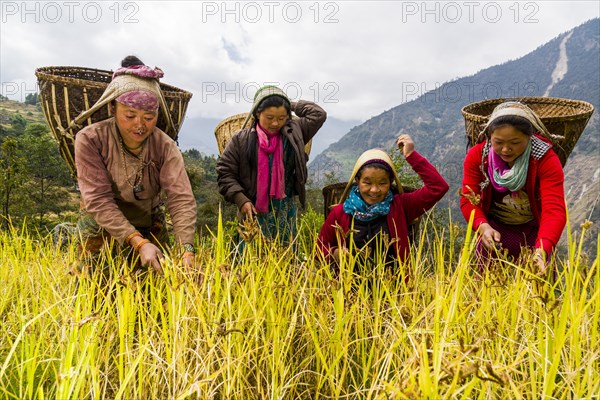 Women with baskets on their back are harvesting millet by hand