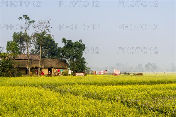 A farmers house standing in the middle of a yellow mustard field in the Terai plains