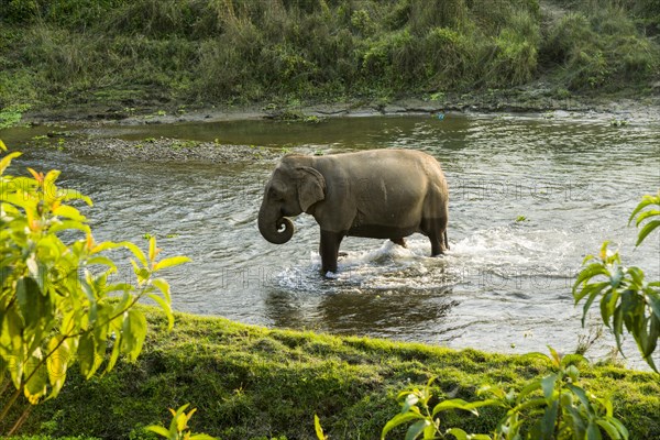 Wild female Asian elephant