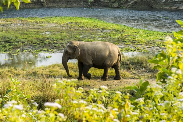 Wild female Asian elephant