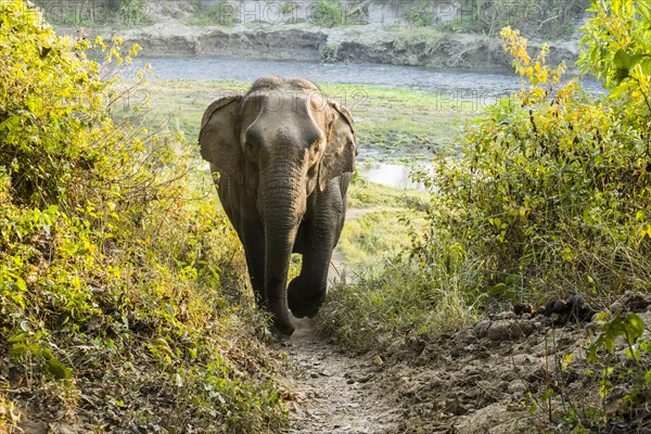 Wild female Asian elephant