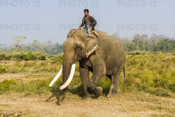 Domesticated male Asian elephant
