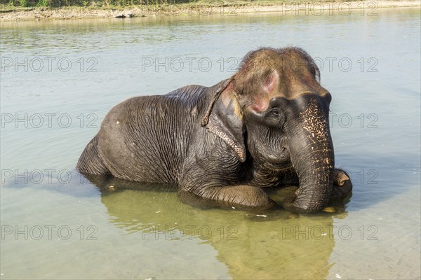 Domesticated young Asian elephant