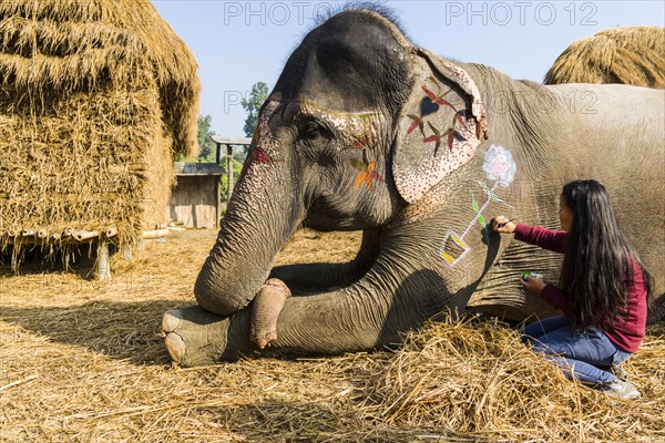 Young woman painting Asian elephant