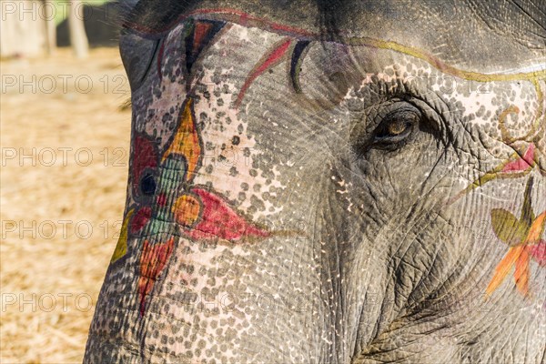 Portrait of Asian elephant