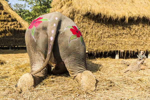 Backside view of Asian elephant